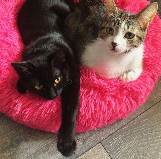 Cats Helga and Faina