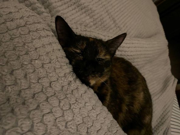Cat Rat