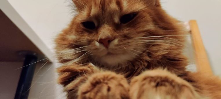 Cat Riziy